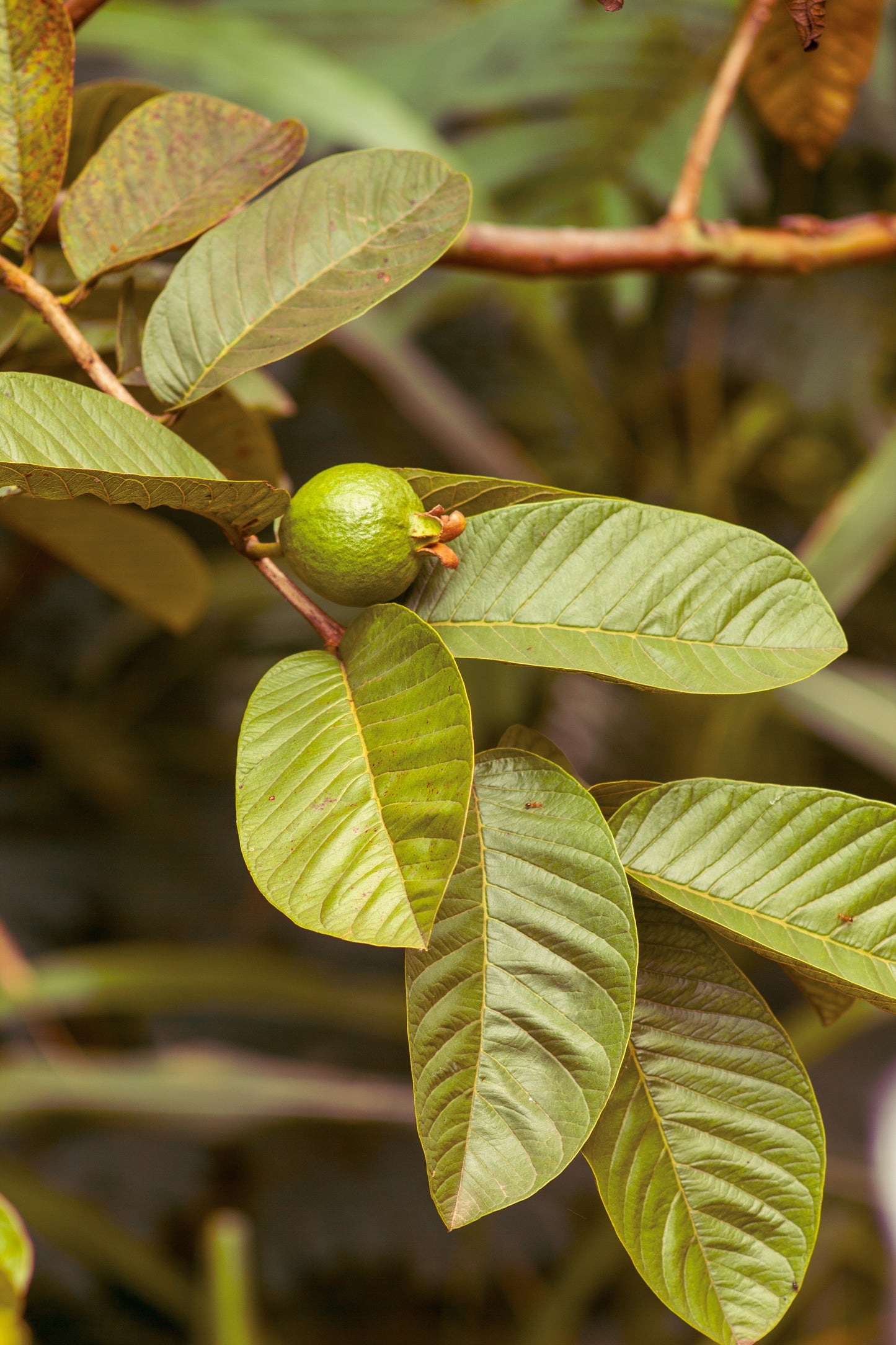 Natural Radiance Serum